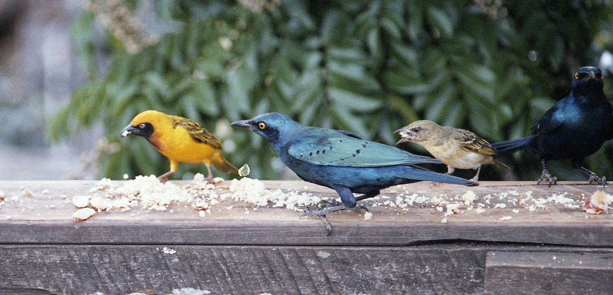 Greater Blue-eared Starling - ML537275741
