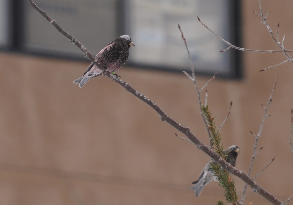 Black Rosy-Finch - ML537275991