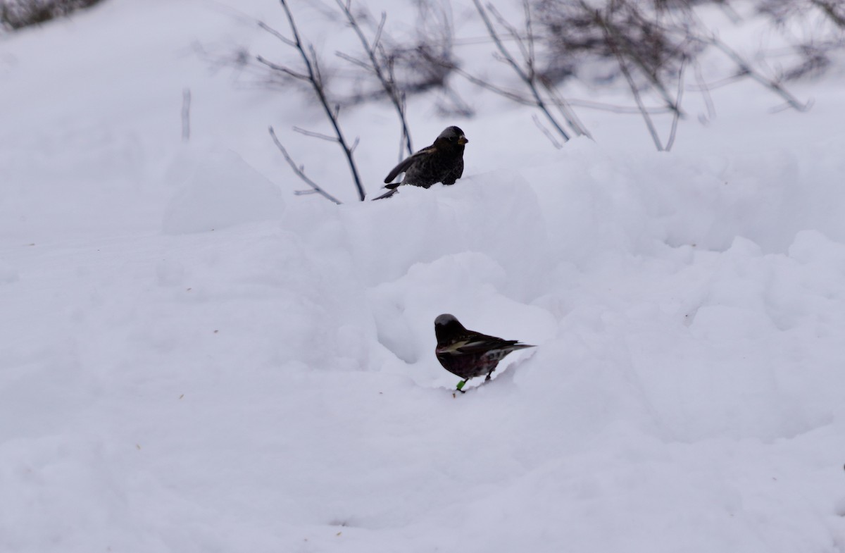 Black Rosy-Finch - ML537276011