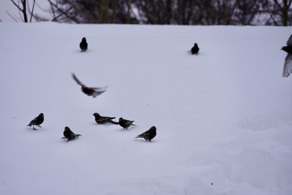 Black Rosy-Finch - Deven Kammerichs-Berke