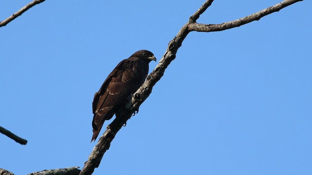 Oriental Honey-buzzard - ML537276711