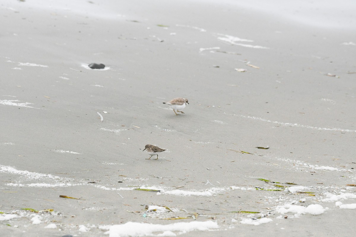 Semipalmated Plover - ML537278081