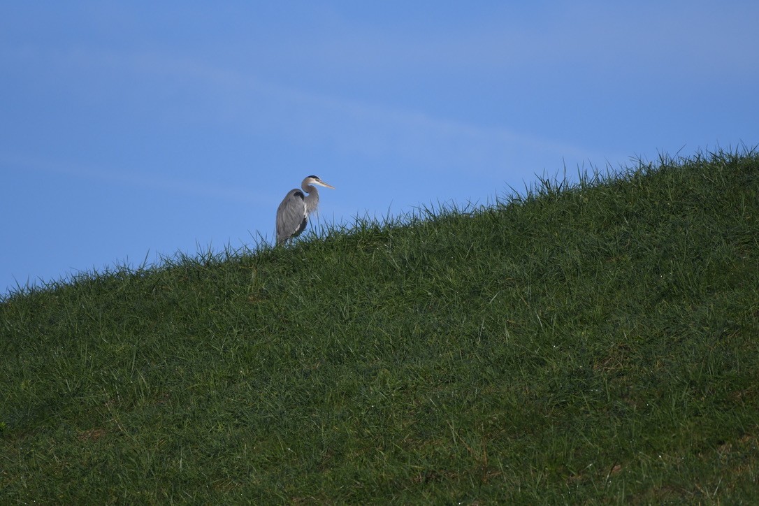 Great Blue Heron (Great Blue) - ML537278441