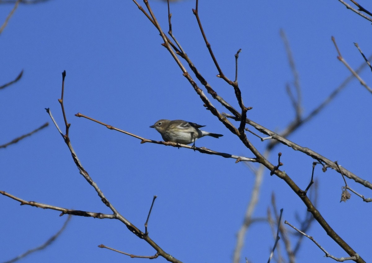 Yellow-rumped Warbler (Myrtle) - ML537278481