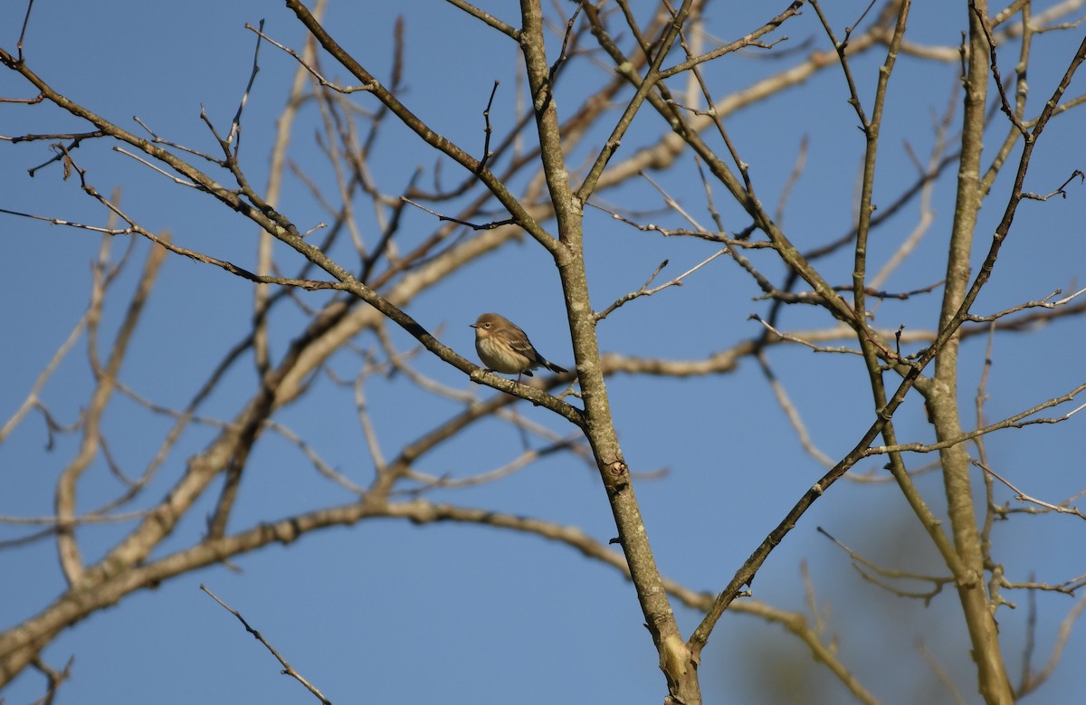 Yellow-rumped Warbler (Myrtle) - ML537278491