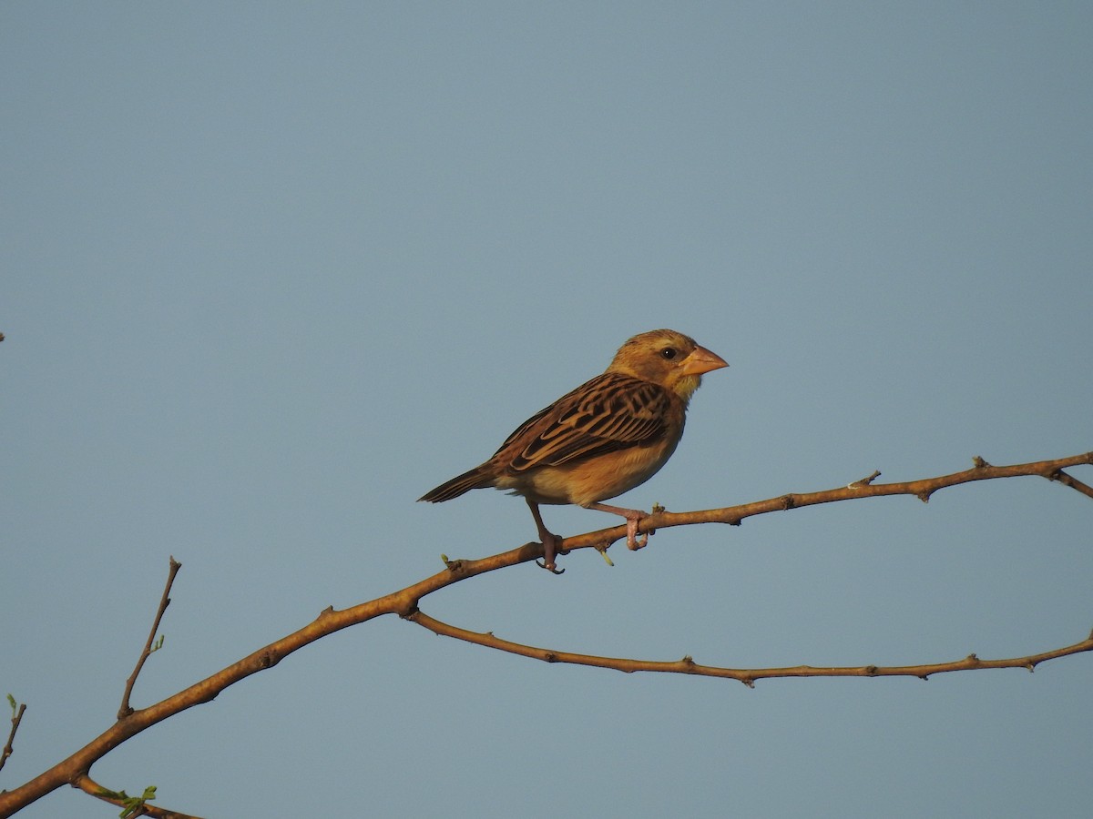 Baya Weaver - ML537278981