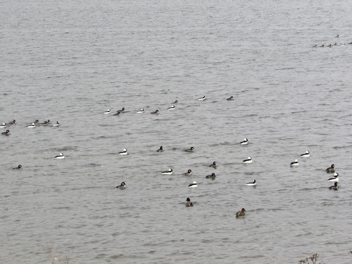 Bufflehead - ML537279091