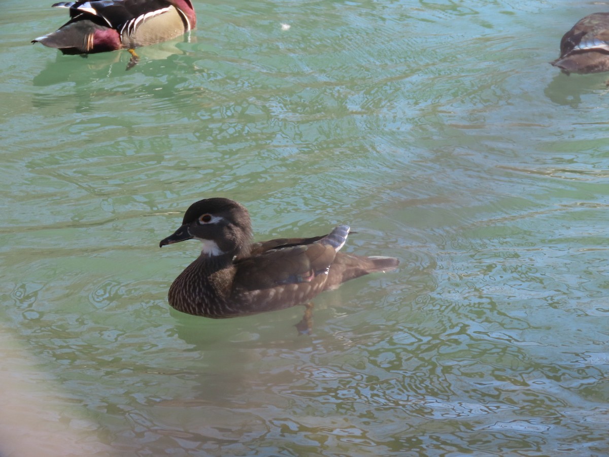 Wood Duck - Suzi Holt