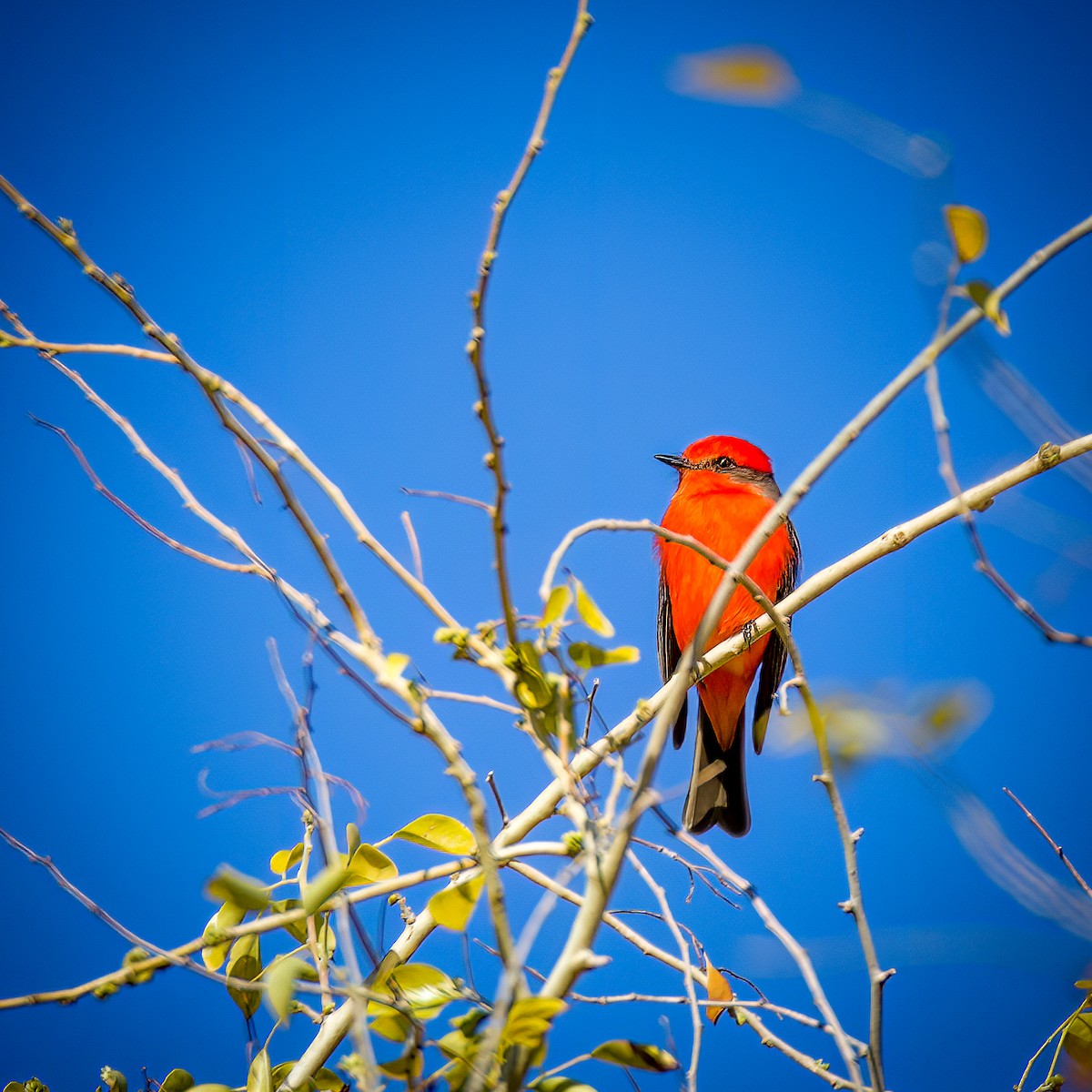 Vermilion Flycatcher - Colin  Drummond