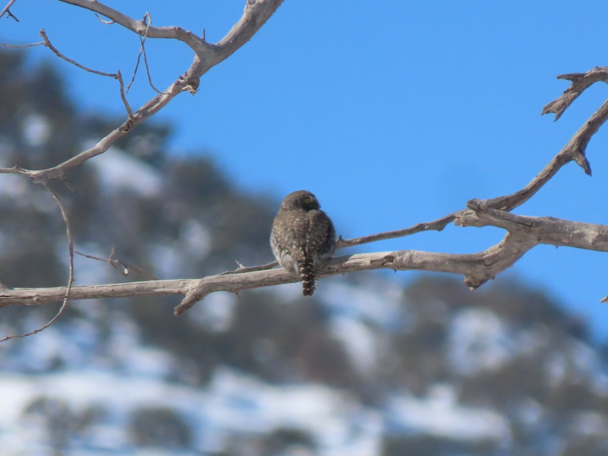 Northern Pygmy-Owl - Suzi Holt