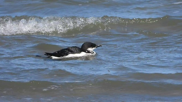 Guillemot de Brünnich - ML537281461