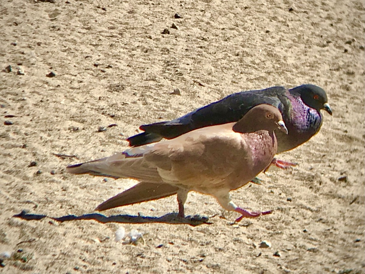 Rock Pigeon (Feral Pigeon) - ML537282491