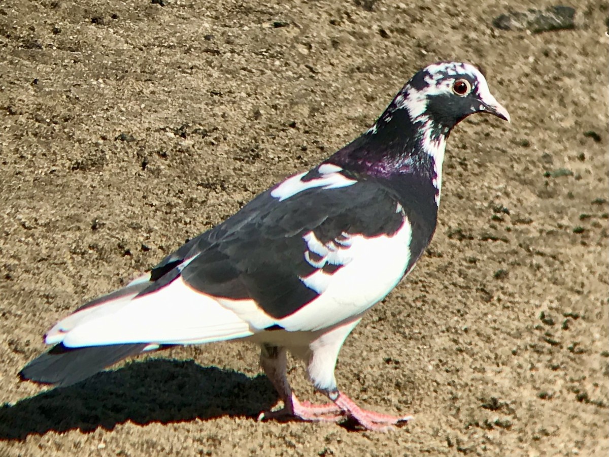 Rock Pigeon (Feral Pigeon) - ML537282501