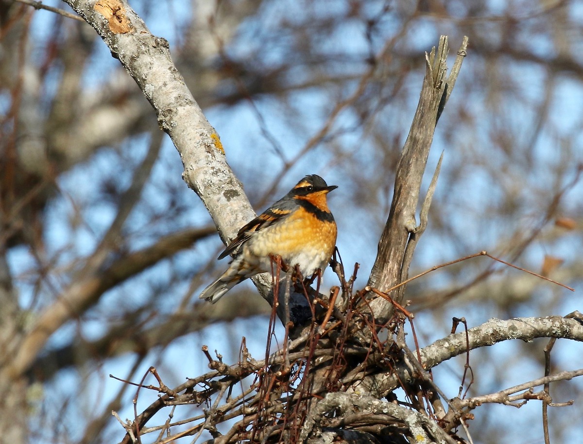 Varied Thrush - ML537284071