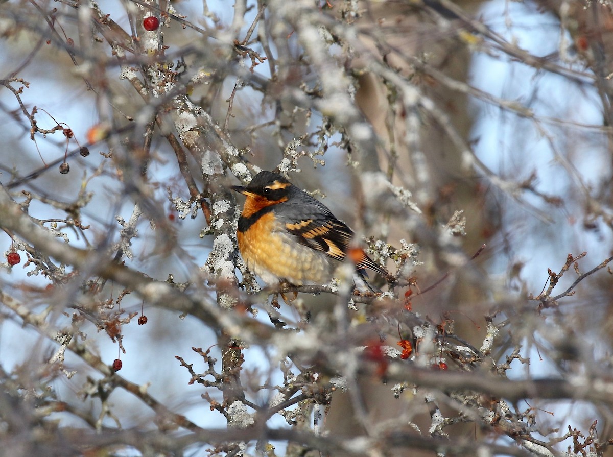 Varied Thrush - ML537284091