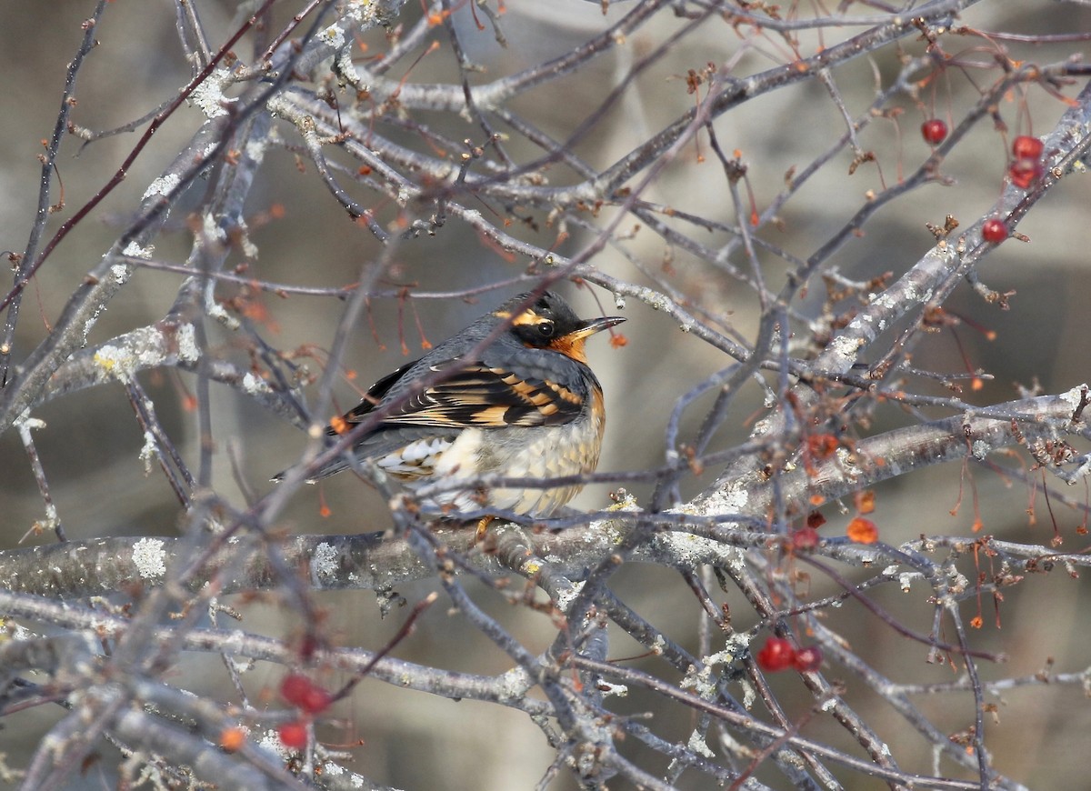 Varied Thrush - ML537284101