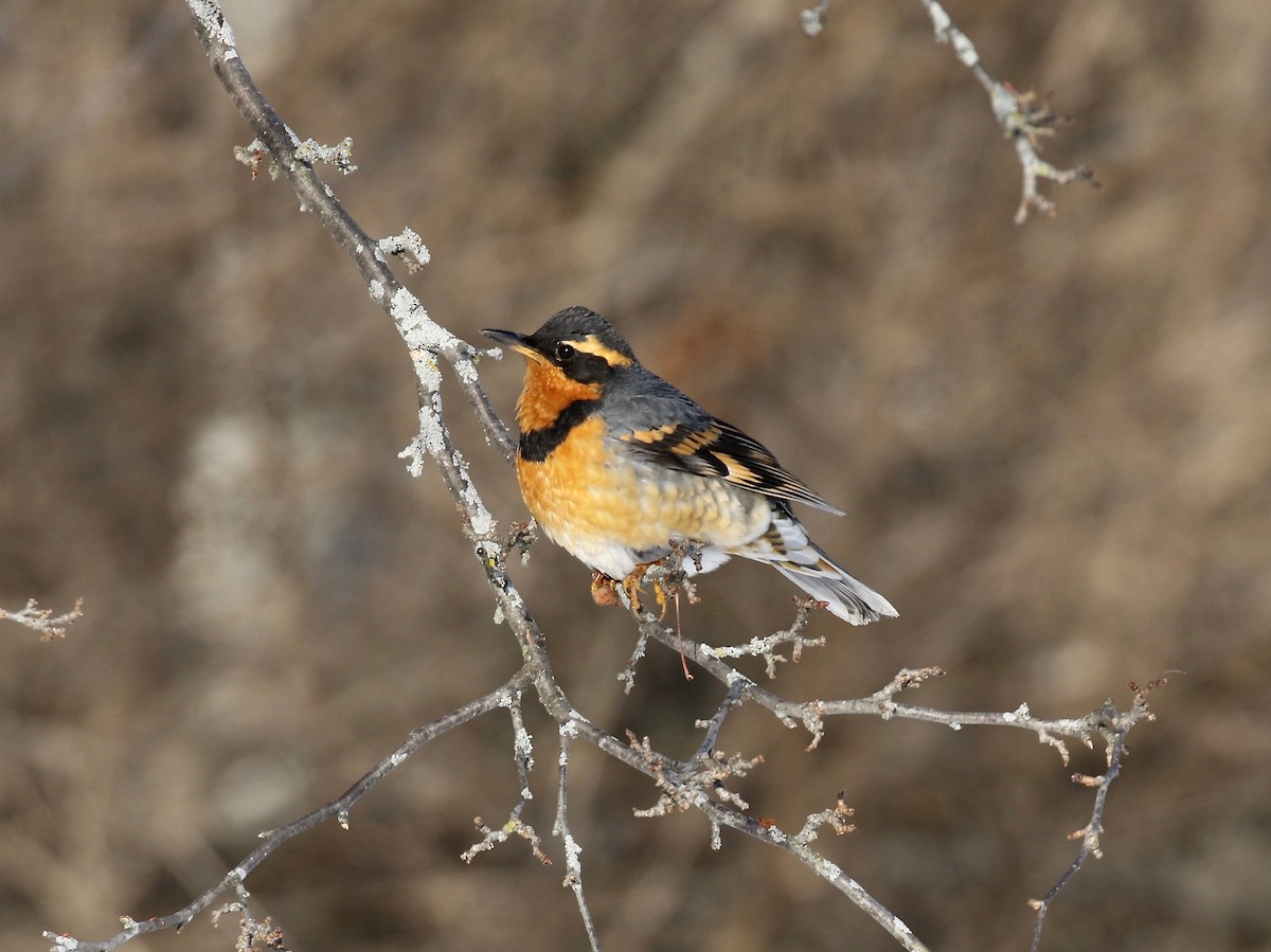 Varied Thrush - ML537284121