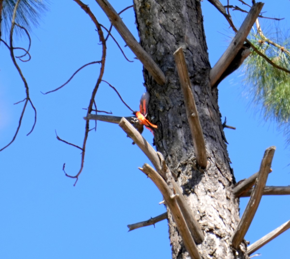 Long-tailed Minivet - ML537284341