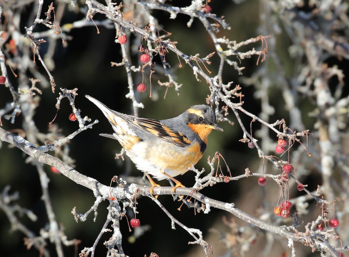 Varied Thrush - ML537284561