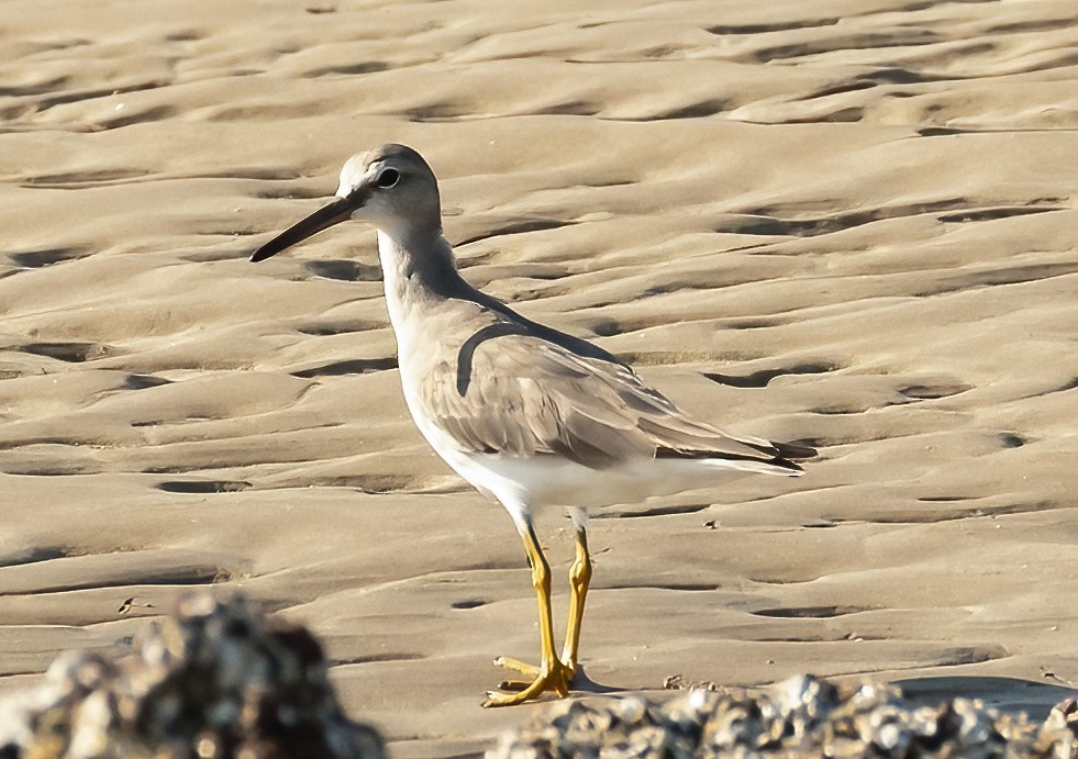 Gray-tailed Tattler - ML537284601