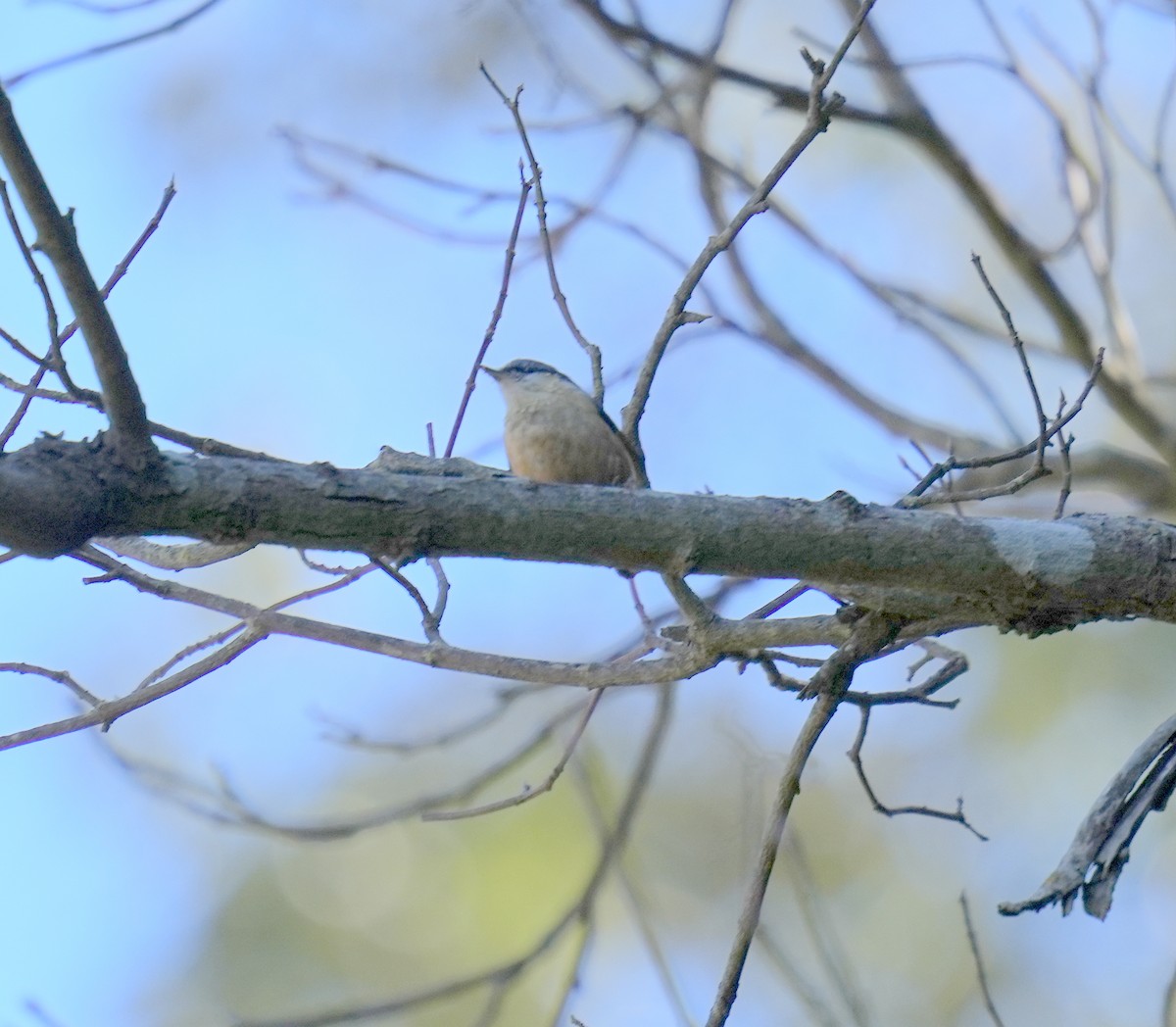 White-tailed Nuthatch - ML537285691