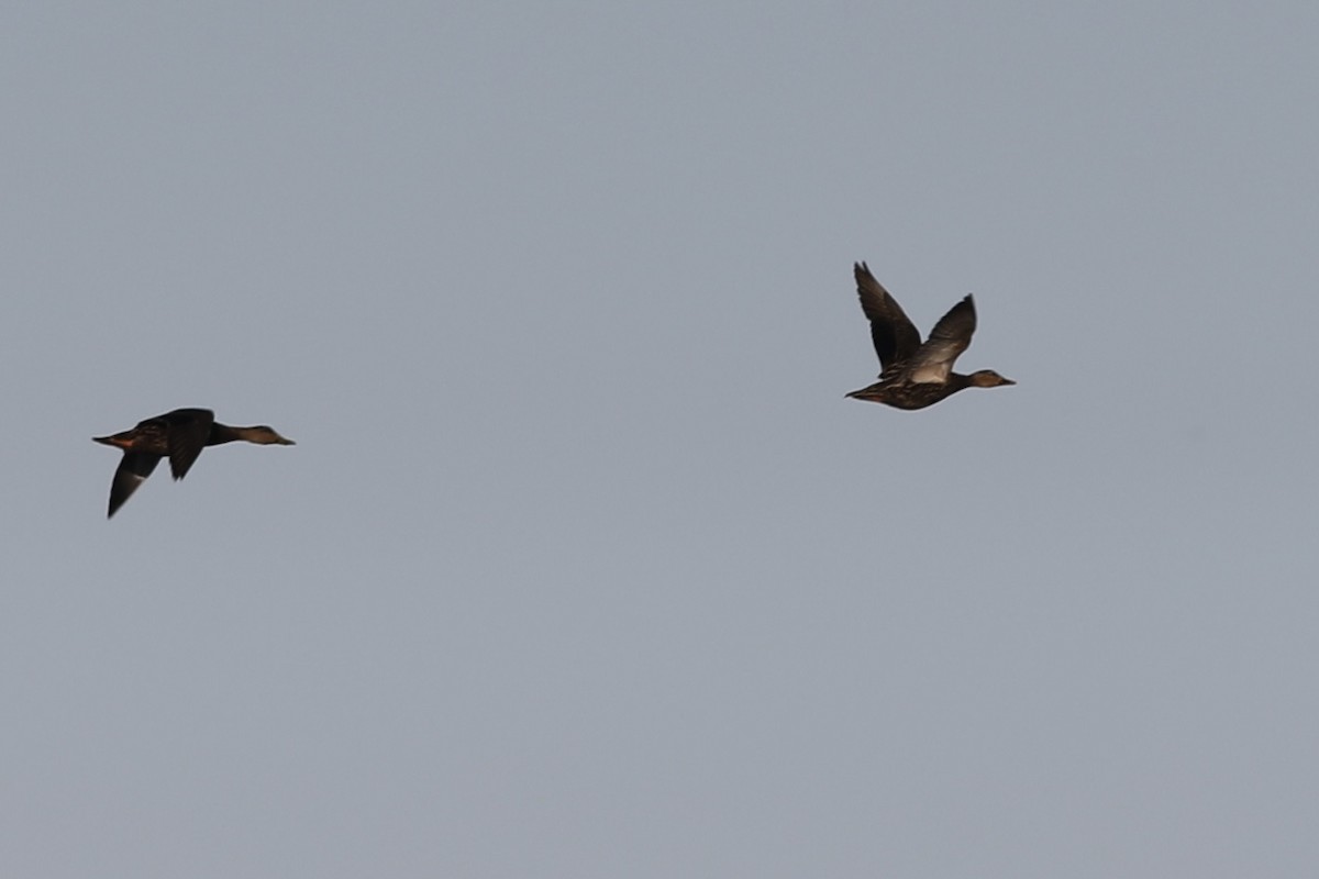 Mottled Duck - ML537286041