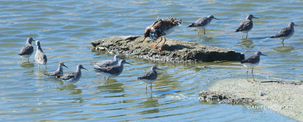 Lesser Yellowlegs - ML53728611