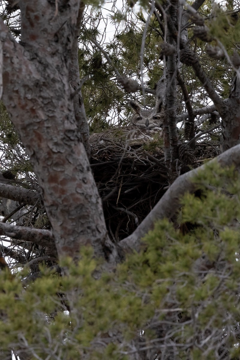 Great Horned Owl - ML537286441