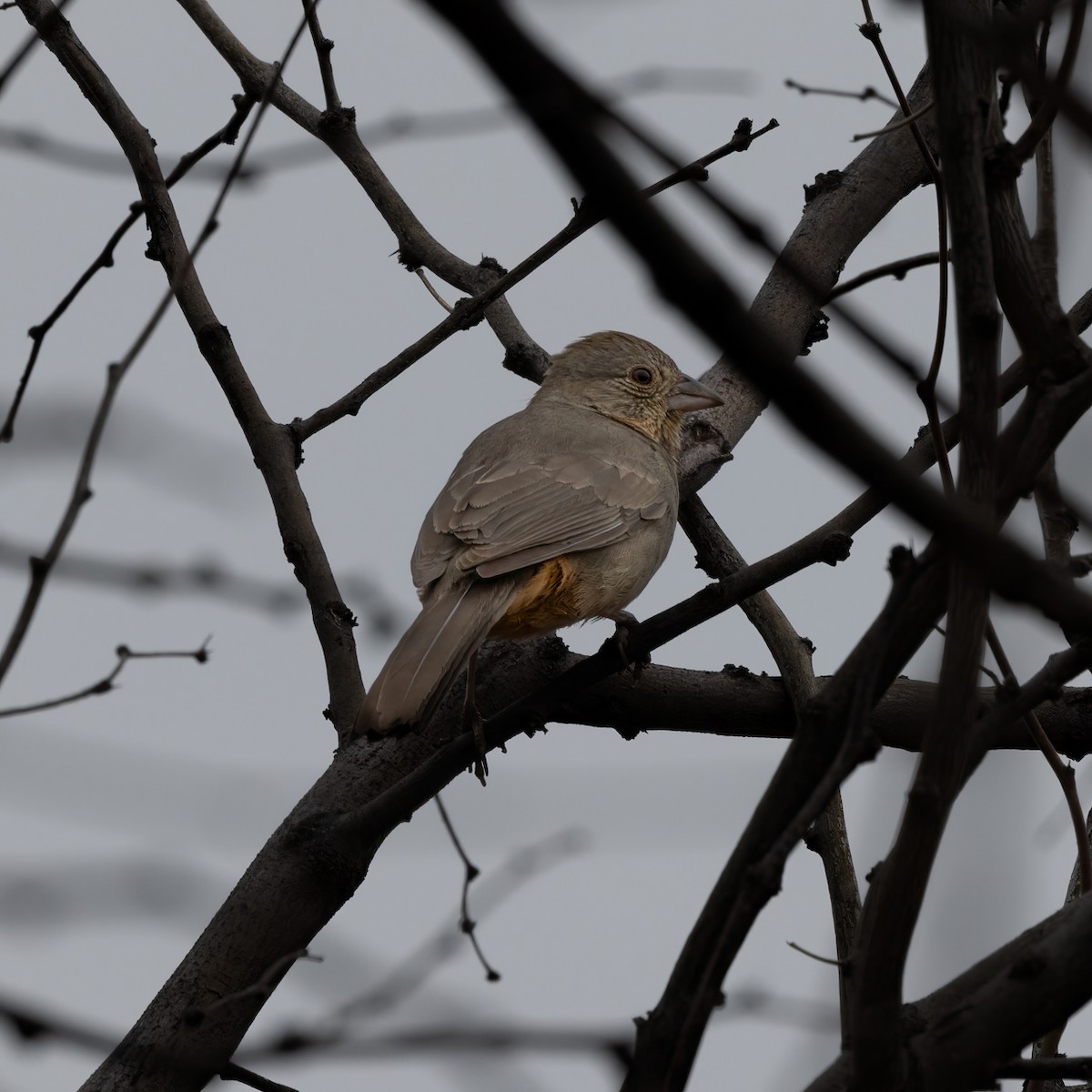 Canyon Towhee - ML537286561