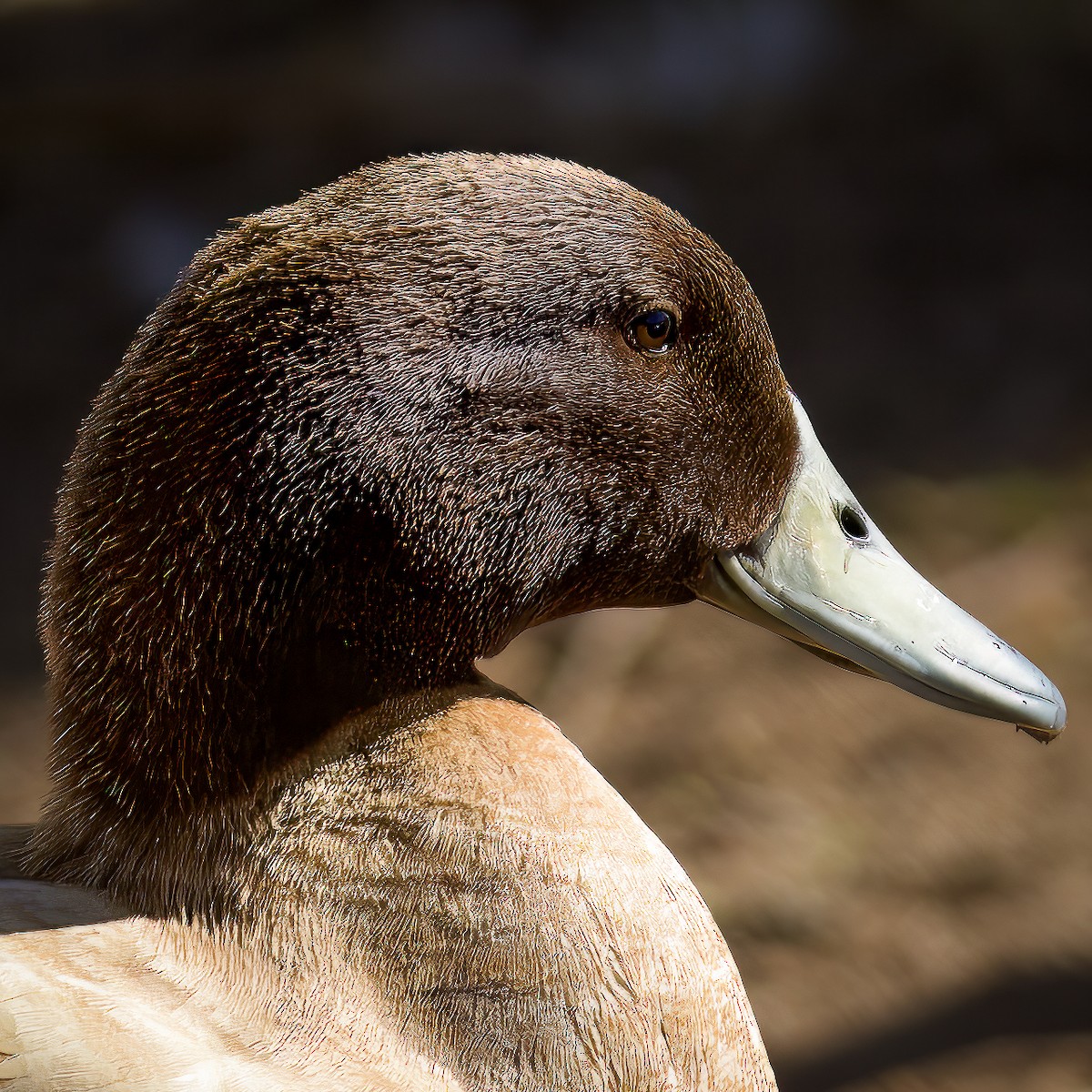 Mallard - Colin  Drummond