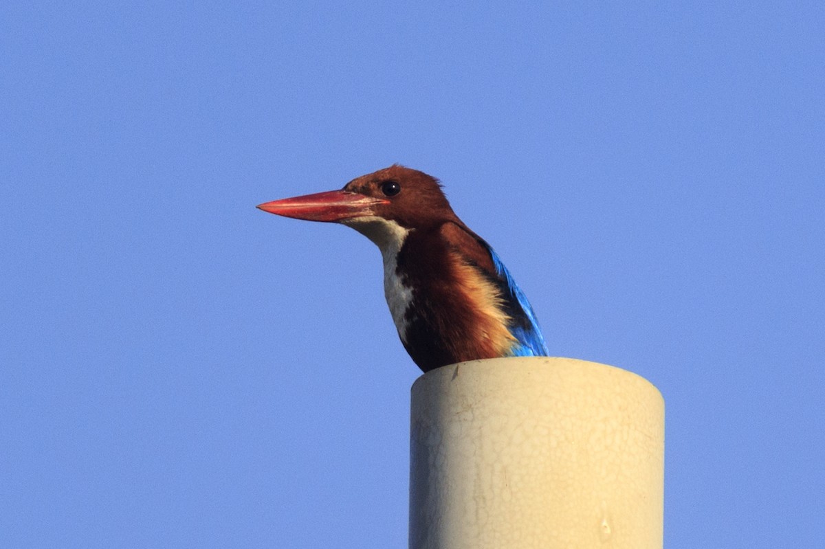 White-throated Kingfisher - ML537287901