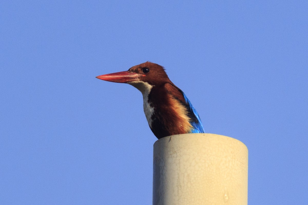White-throated Kingfisher - Kanhaiya Udapure