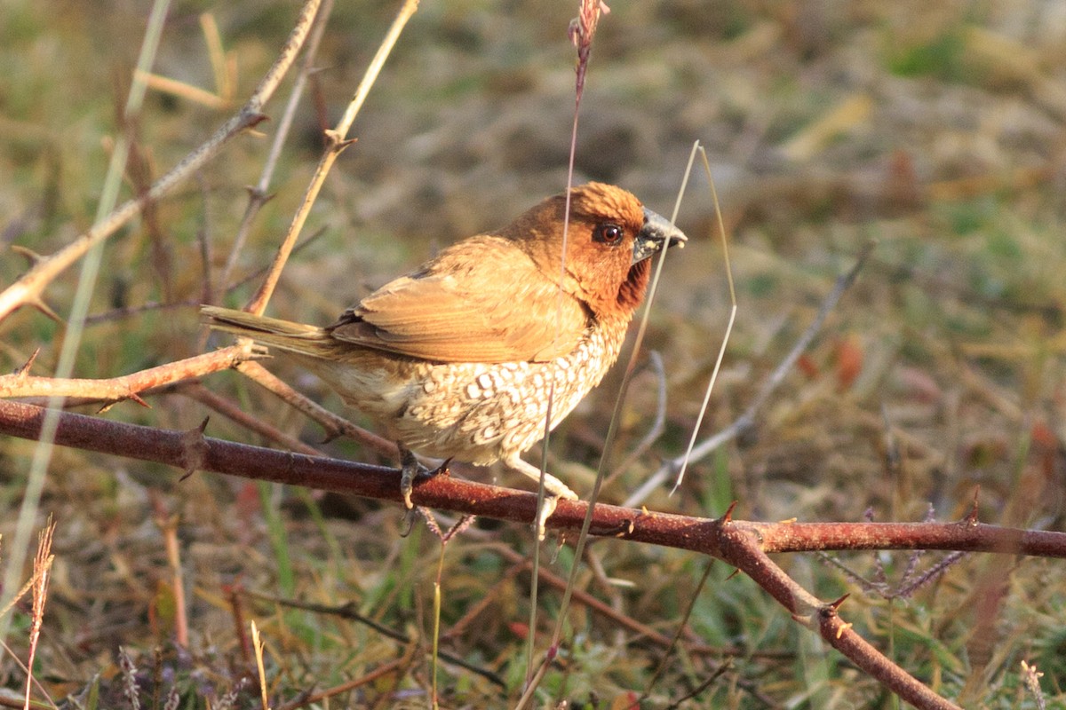 Scaly-breasted Munia - ML537288081