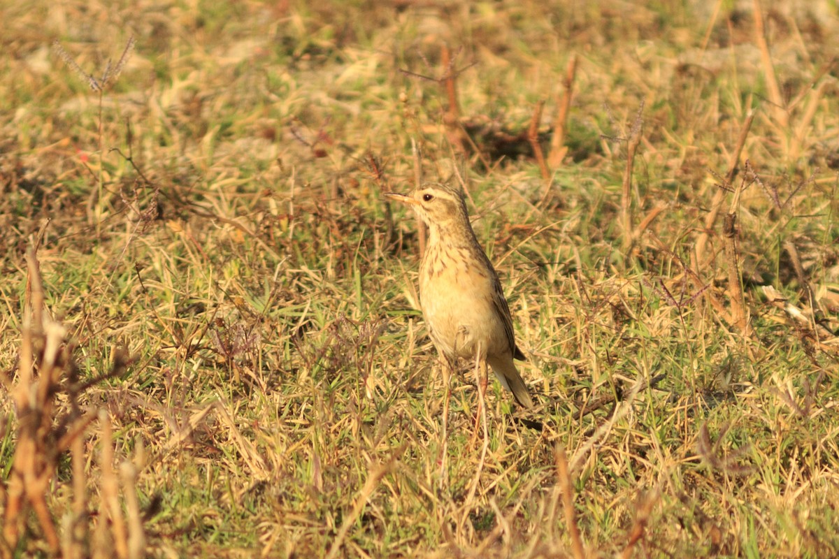 Paddyfield Pipit - ML537288111