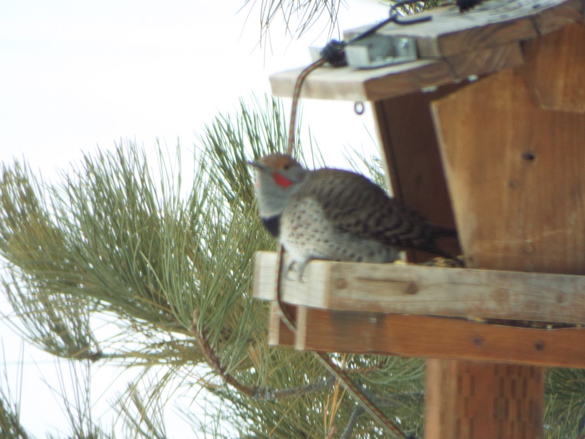 Northern Flicker - ML537288291