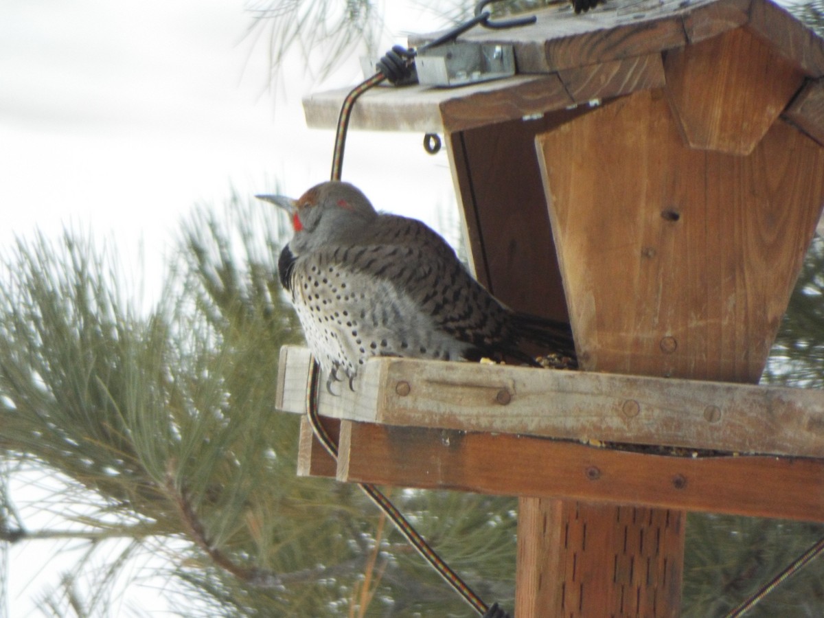 Northern Flicker - ML537288401