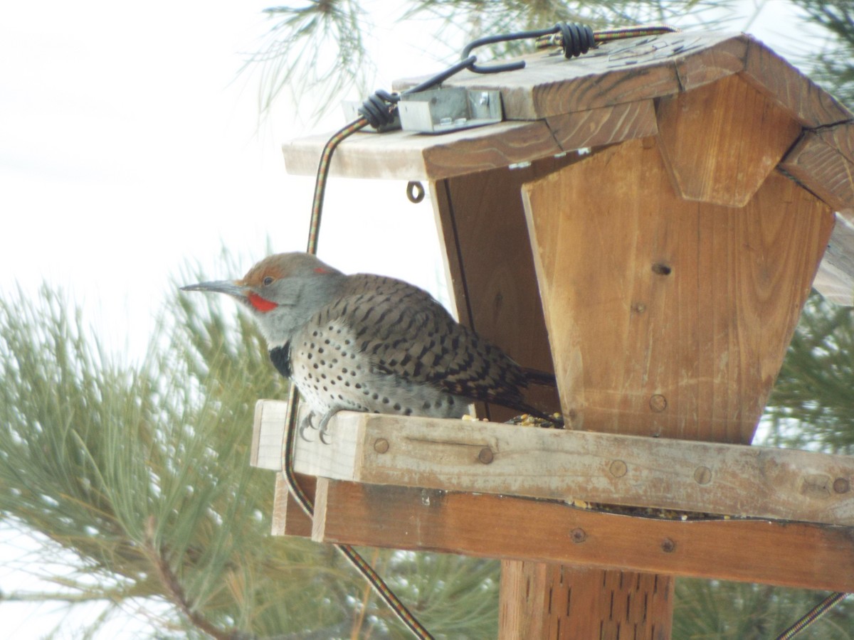 Northern Flicker - ML537288411