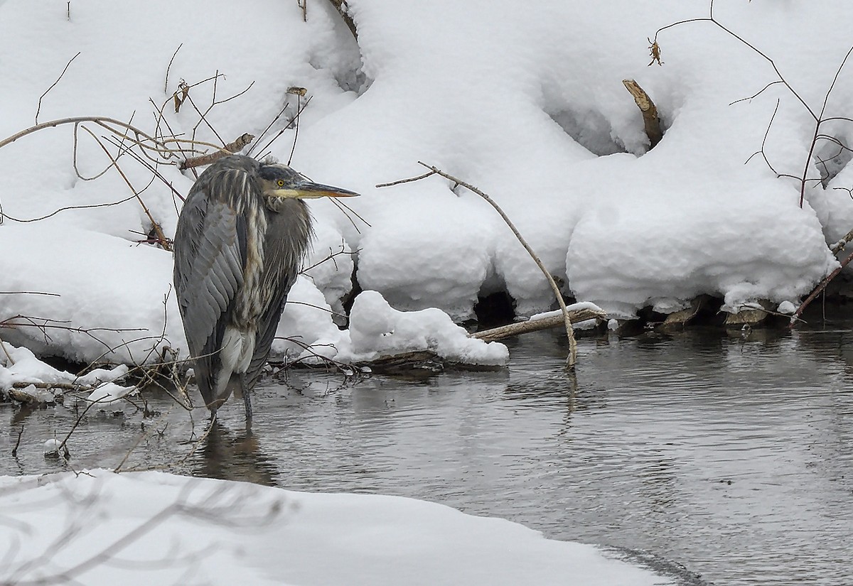 Great Blue Heron - ML537289661