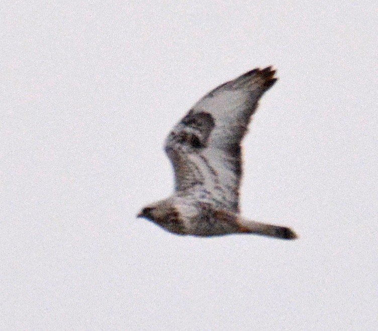 Rough-legged Hawk - ML537289811