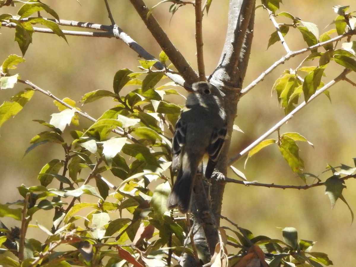 Empidonax sp. - ML537291201