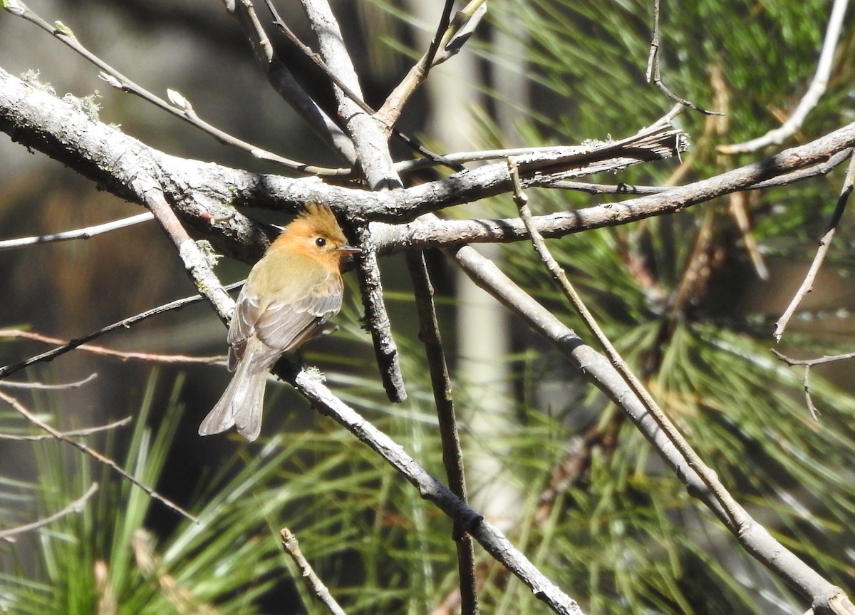 Tufted Flycatcher - ML537291271