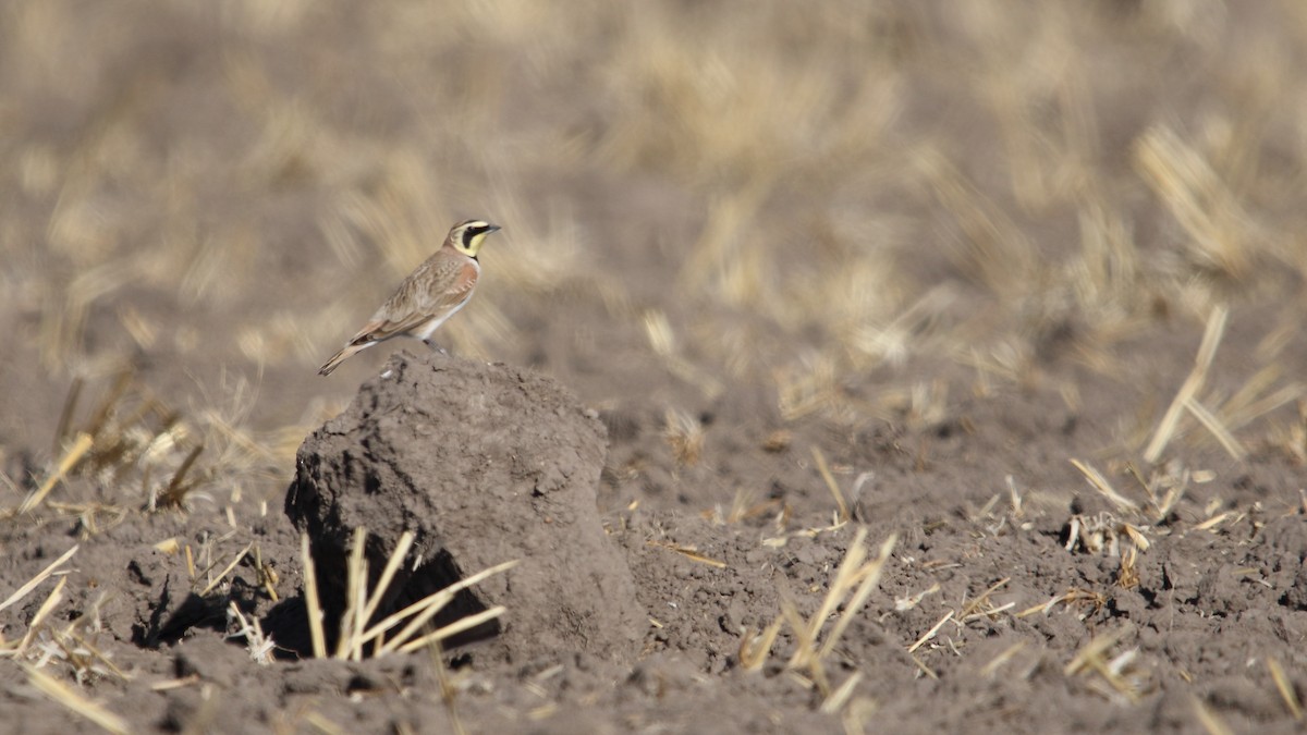 Horned Lark (Mexican) - ML537293661