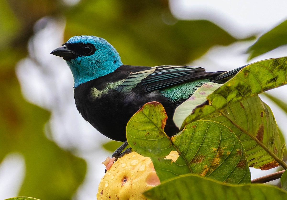 Blue-necked Tanager - ML537294051