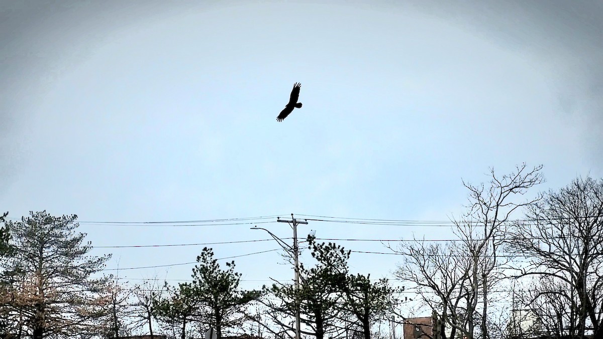 Turkey Vulture - ML537295451