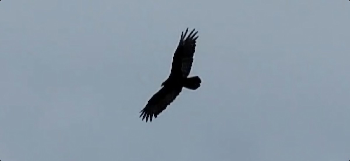 Turkey Vulture - ML537295471