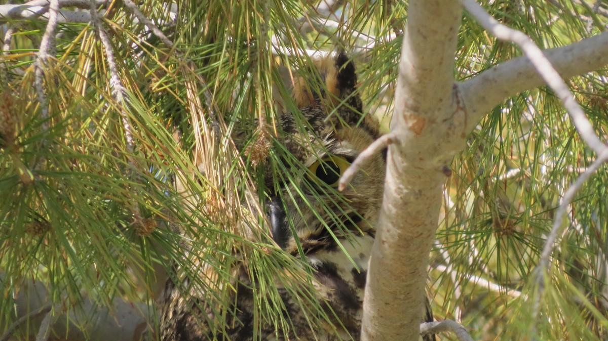 Great Horned Owl - Petra Clayton