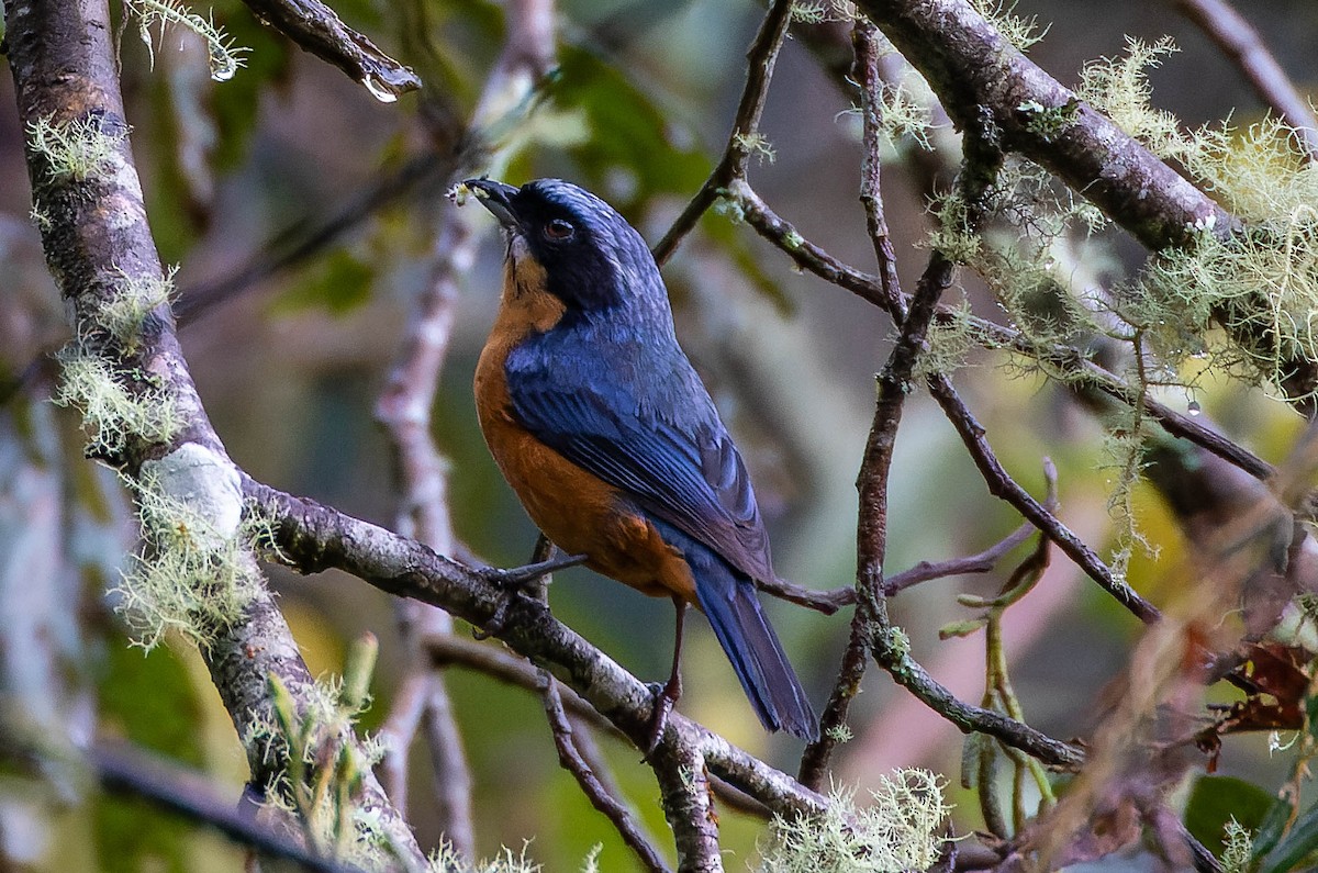 Tangara Ventricastaña - ML537298521