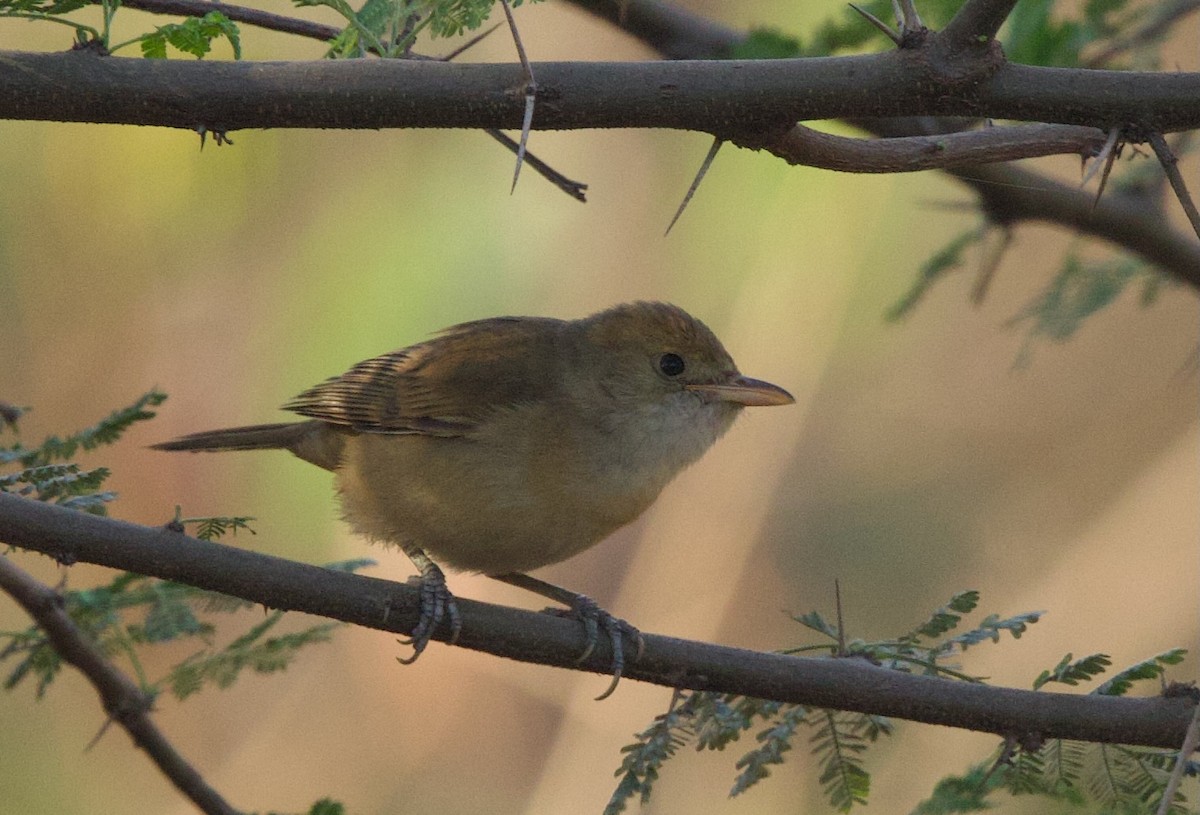 Thick-billed Warbler - ML537298831