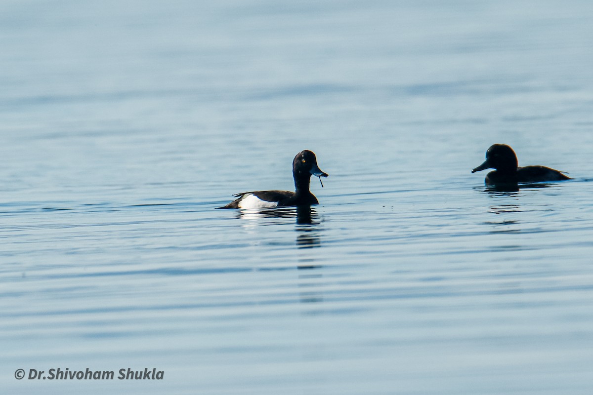Tufted Duck - ML537298881