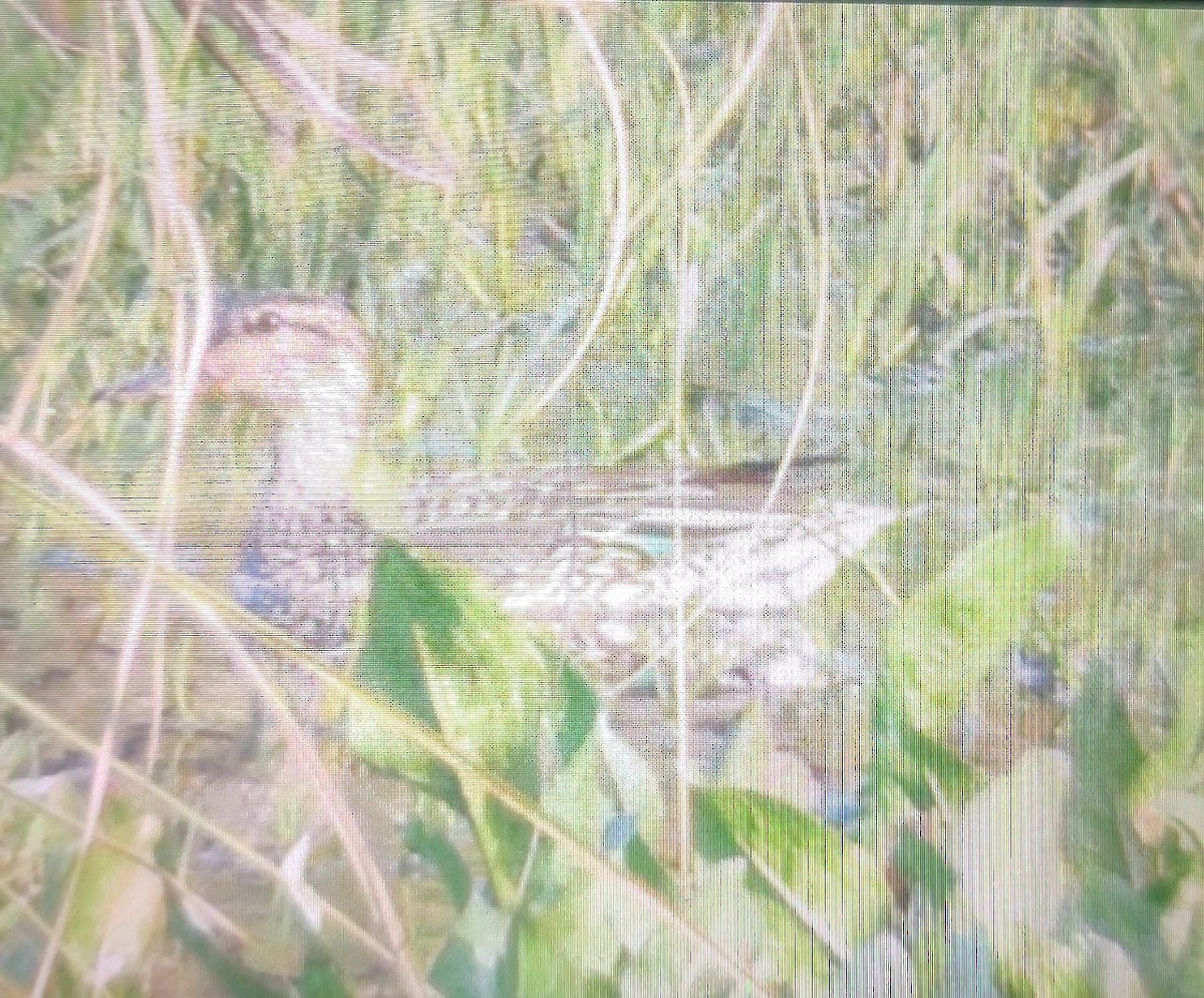 Green-winged Teal - ML537303281